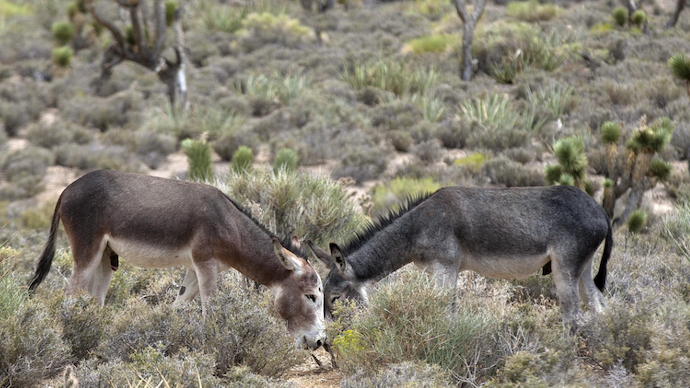 Donkey Meet and Greets Happening at Select LVCCLD Libraries
