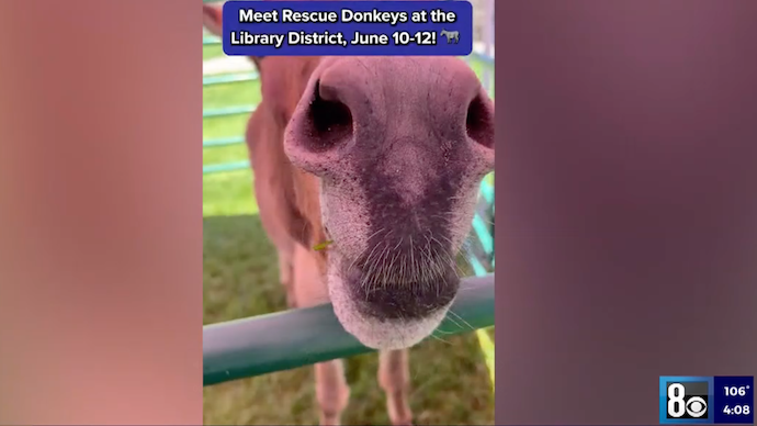 Rescue Donkeys at the Library District